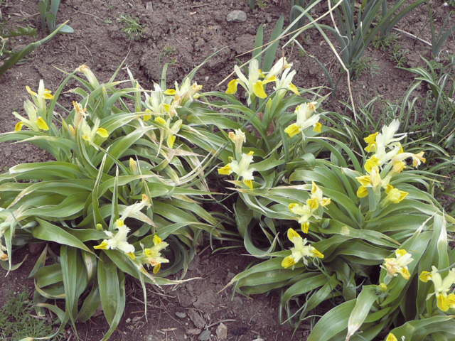 Narcisy - 13