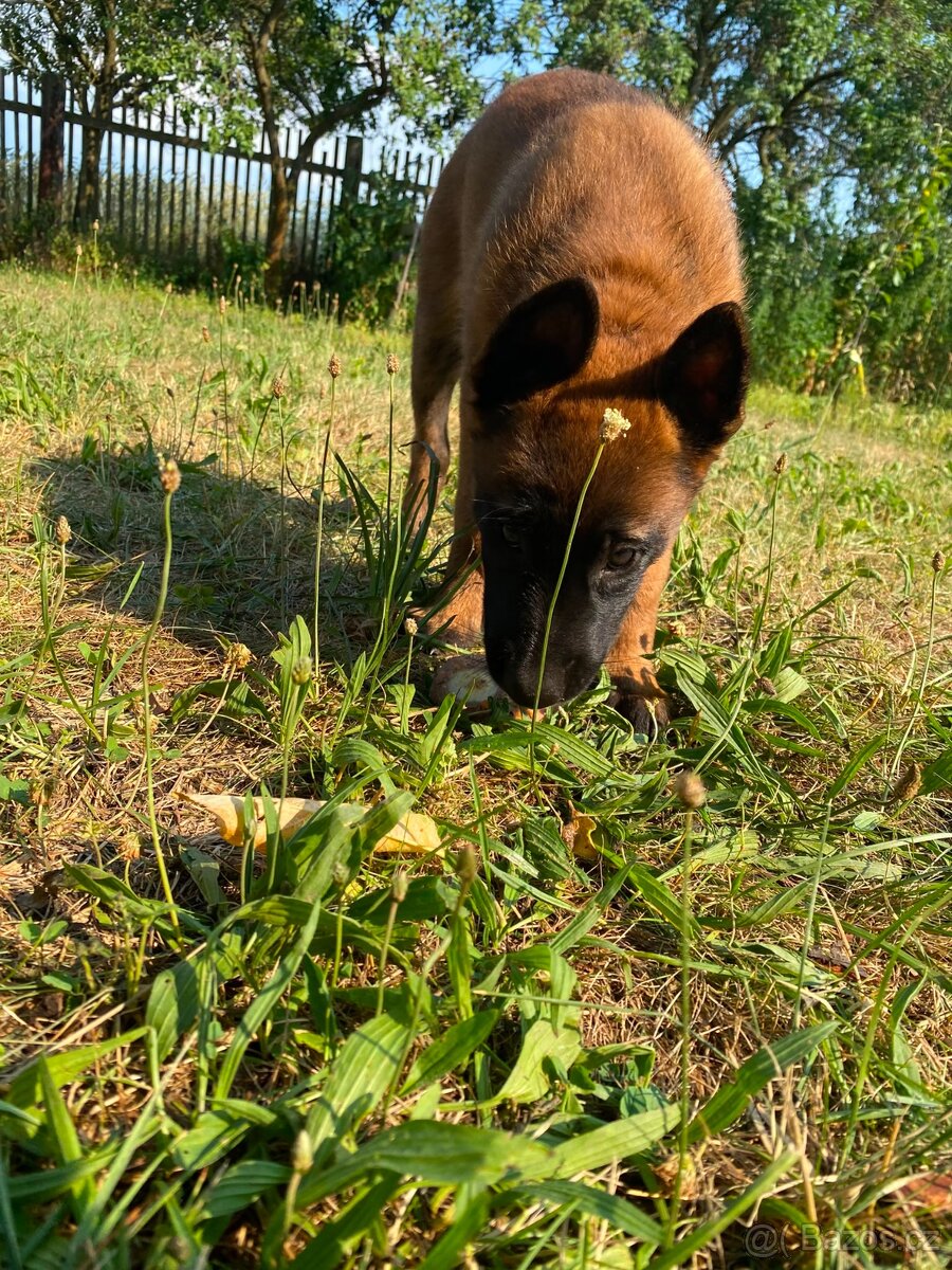 Stěně belgický ovčák malinois - 13