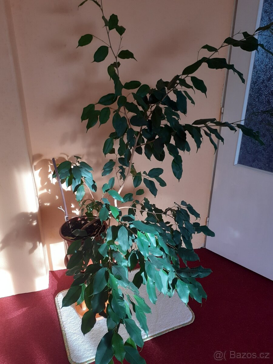 pokojové rostliny - 13