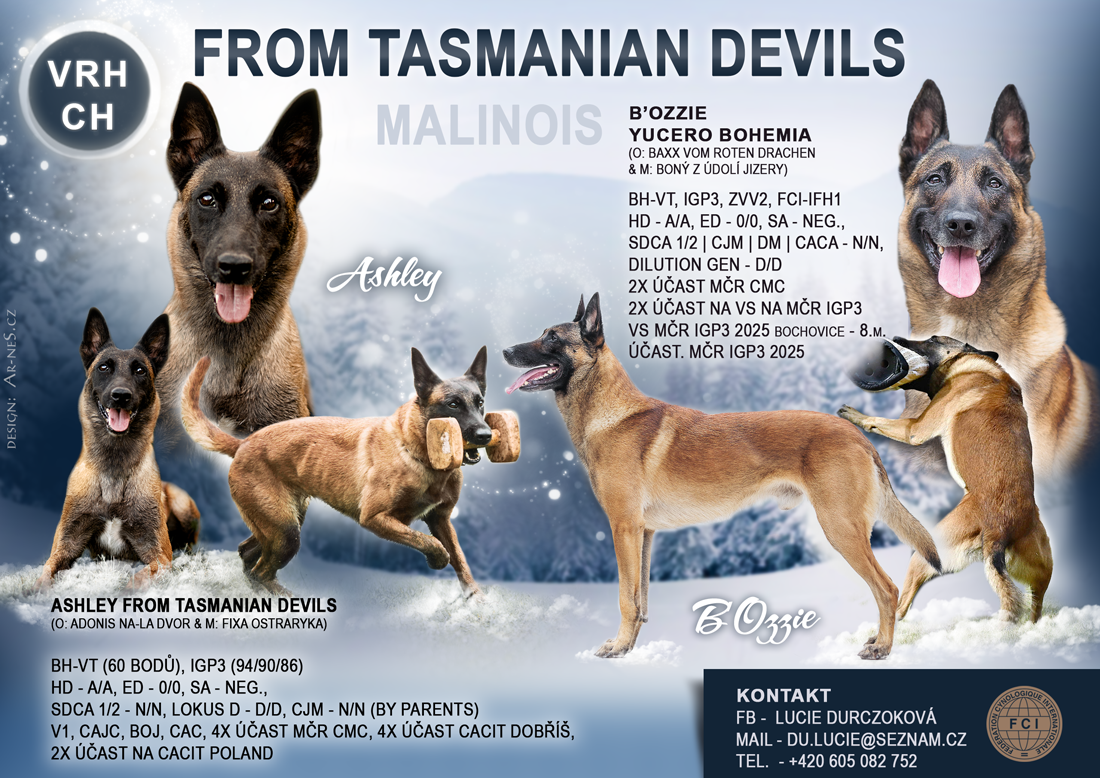 Štěňata - belgický ovčák Malinois s PP - 13