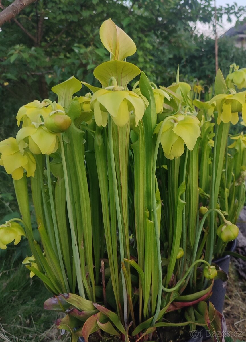 Venkovní masožravé rostliny - 13