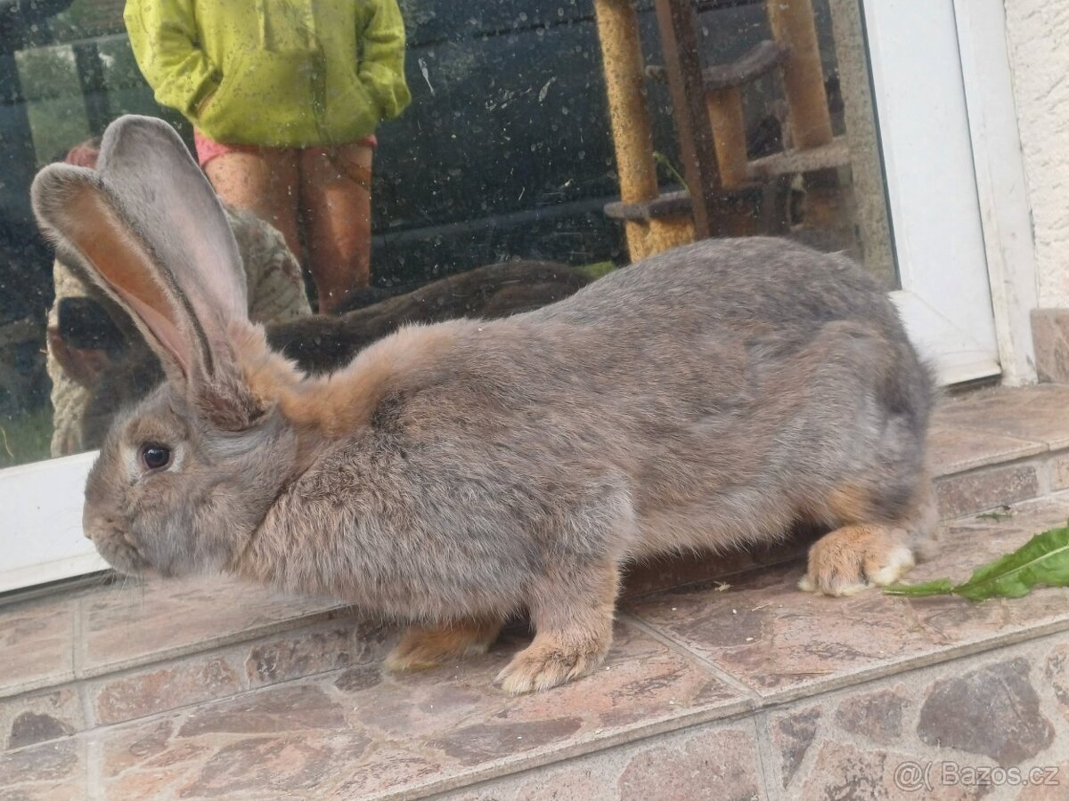 BO - Belgický Obr - Modrý - 13