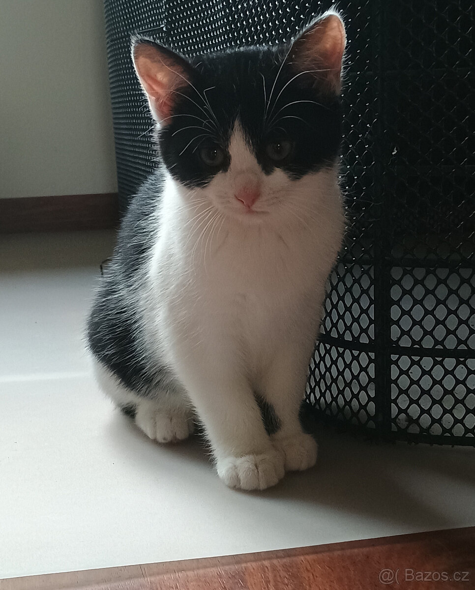 Koťata, kotě, jen do dobrých rukou - 13