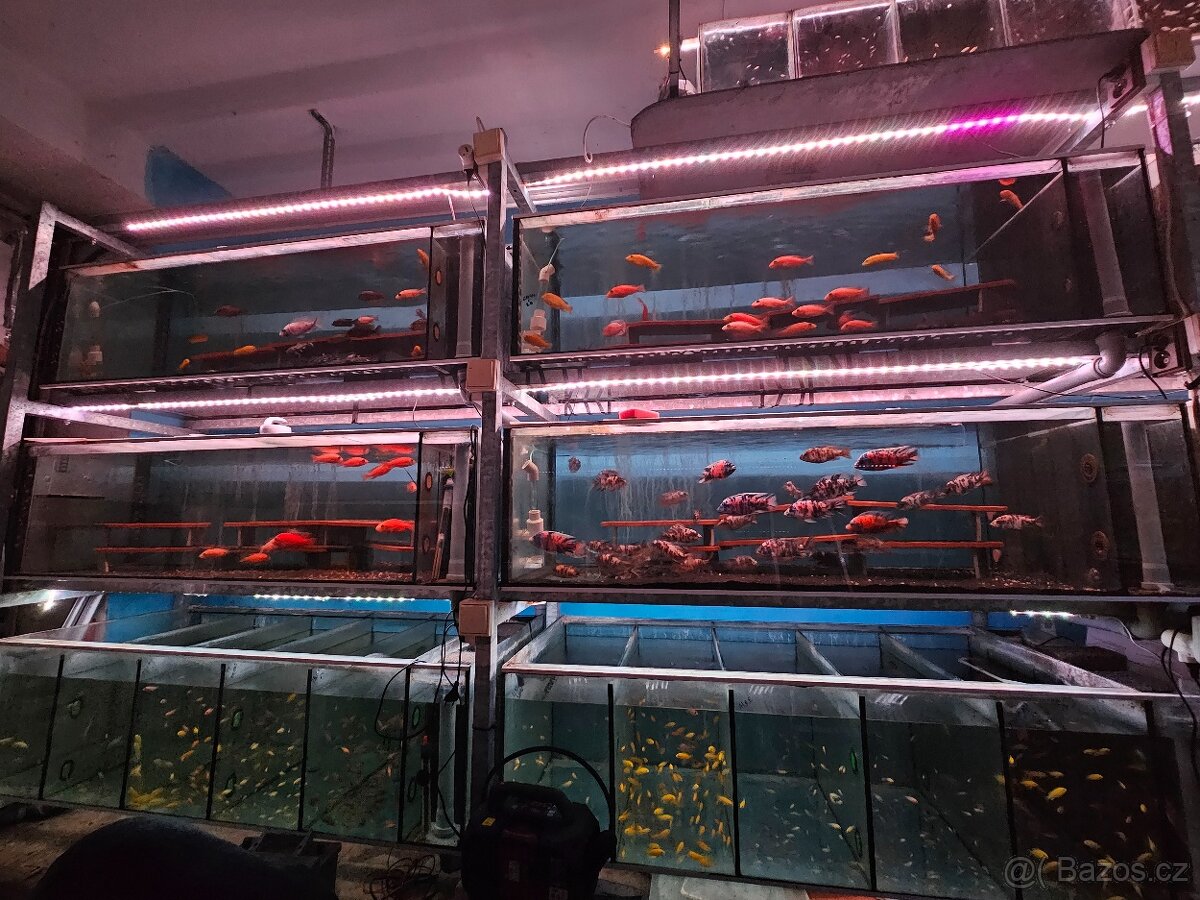 Malawi tlamovci - 13