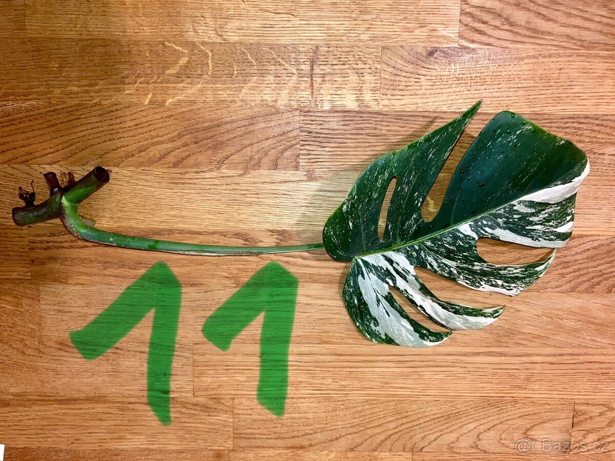 VYPRODÁNO Monstera albo variegata panašovaná bílá deliciosa - 13