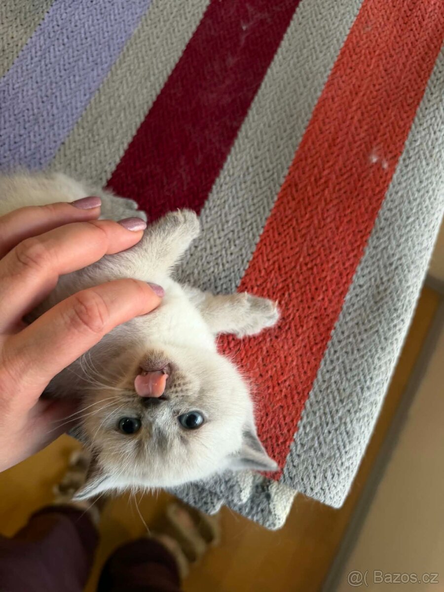 Britská koťata - 13