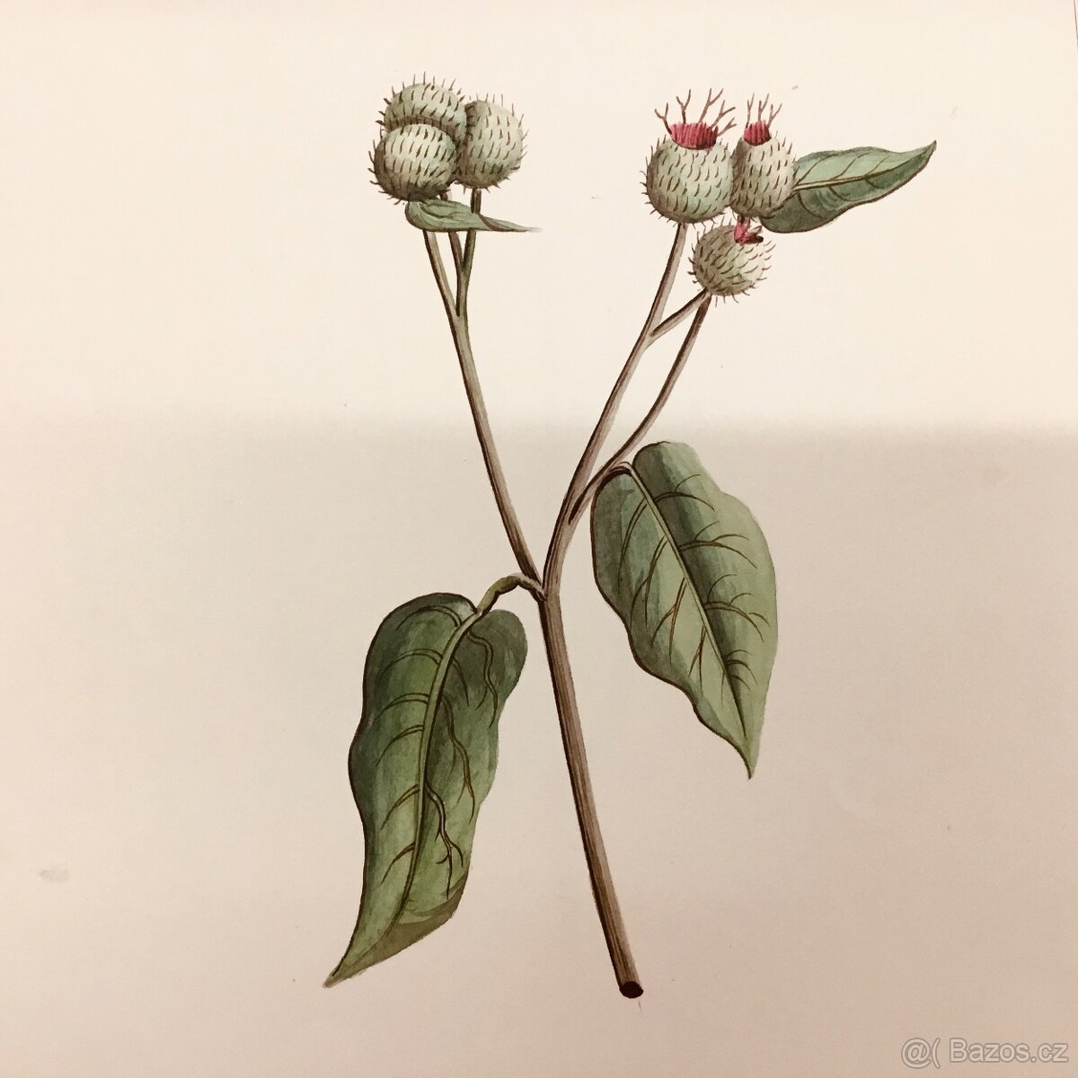 90 originalnich maleb rostlin z roku 1900 - 13