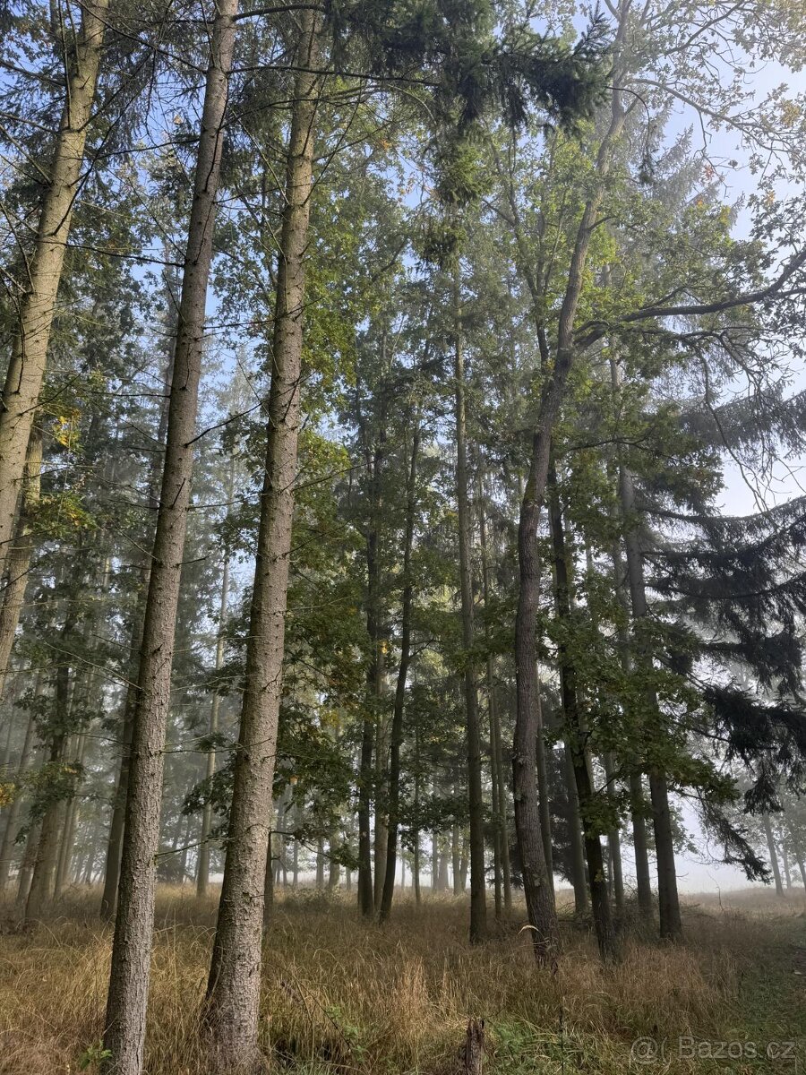 Prodám lesní pozemek v k.ú. Žichlice u Hromnic - 13