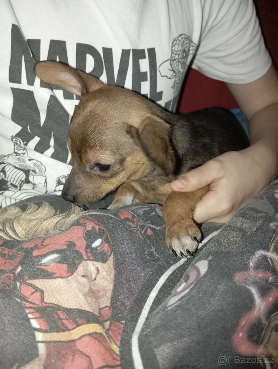 Štěňátka - 13