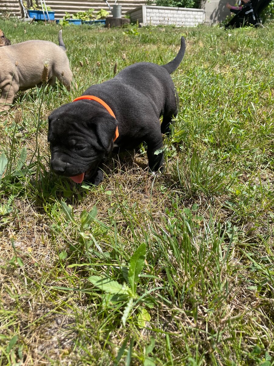 American Bully - štěňátka štěňata štěně - 13