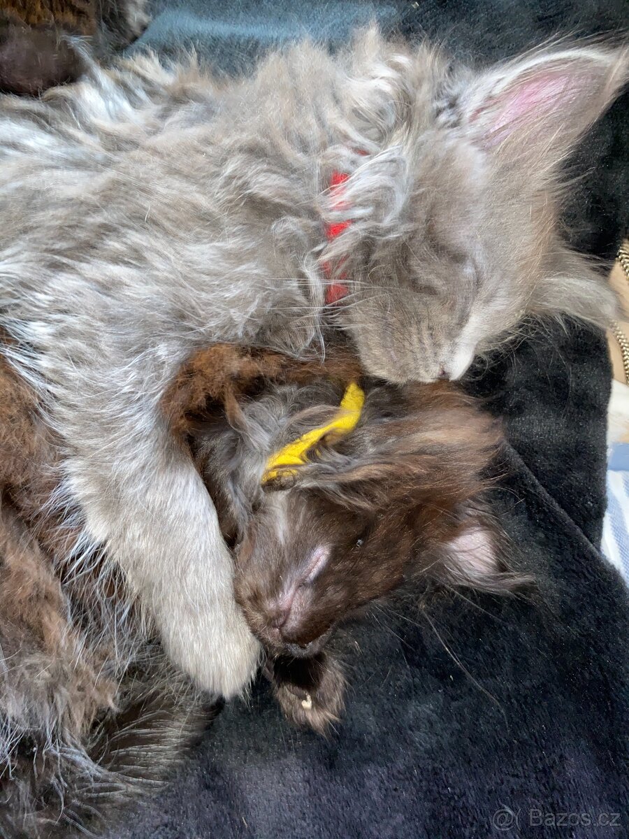 Čistokrevné mainské mývalí koťátko - blue smoked - holčička - 13