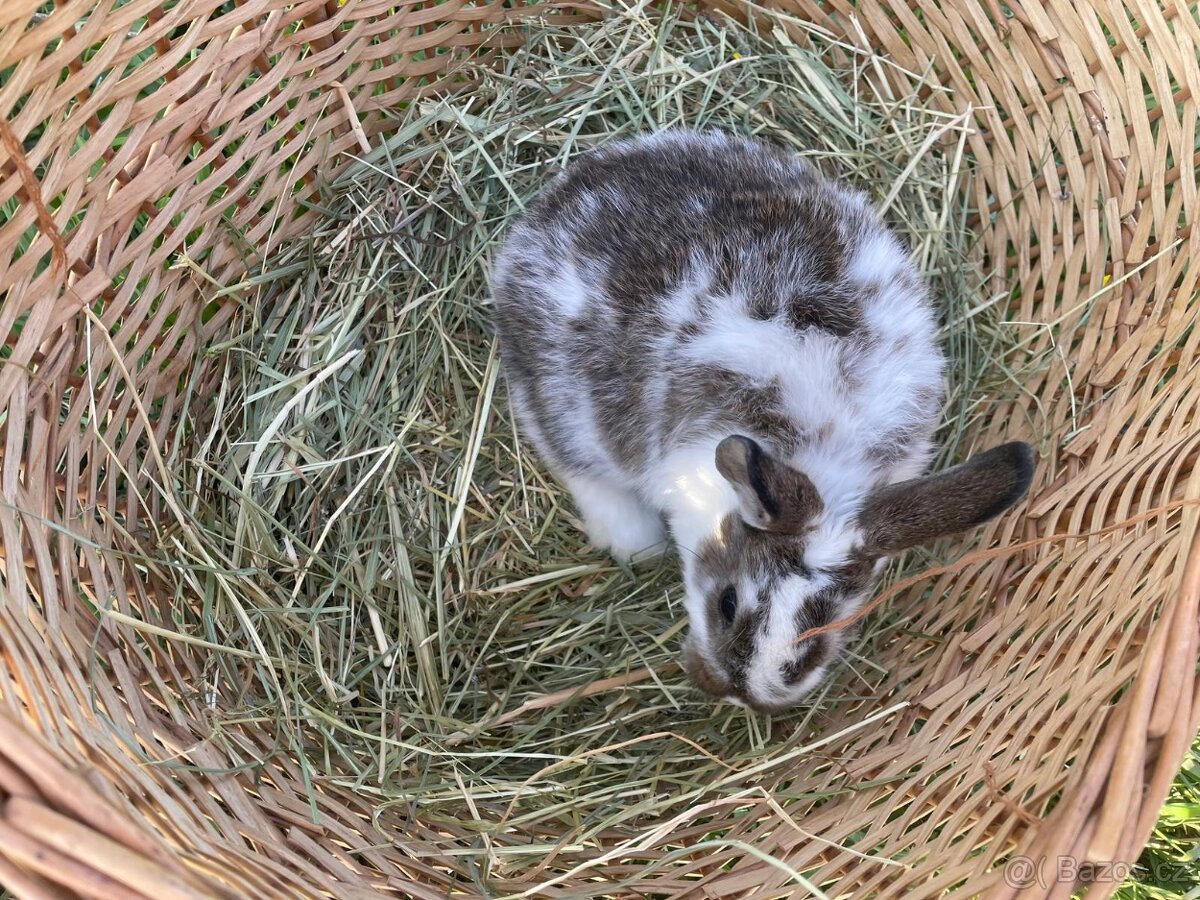 Zakrslí králíčci - 13