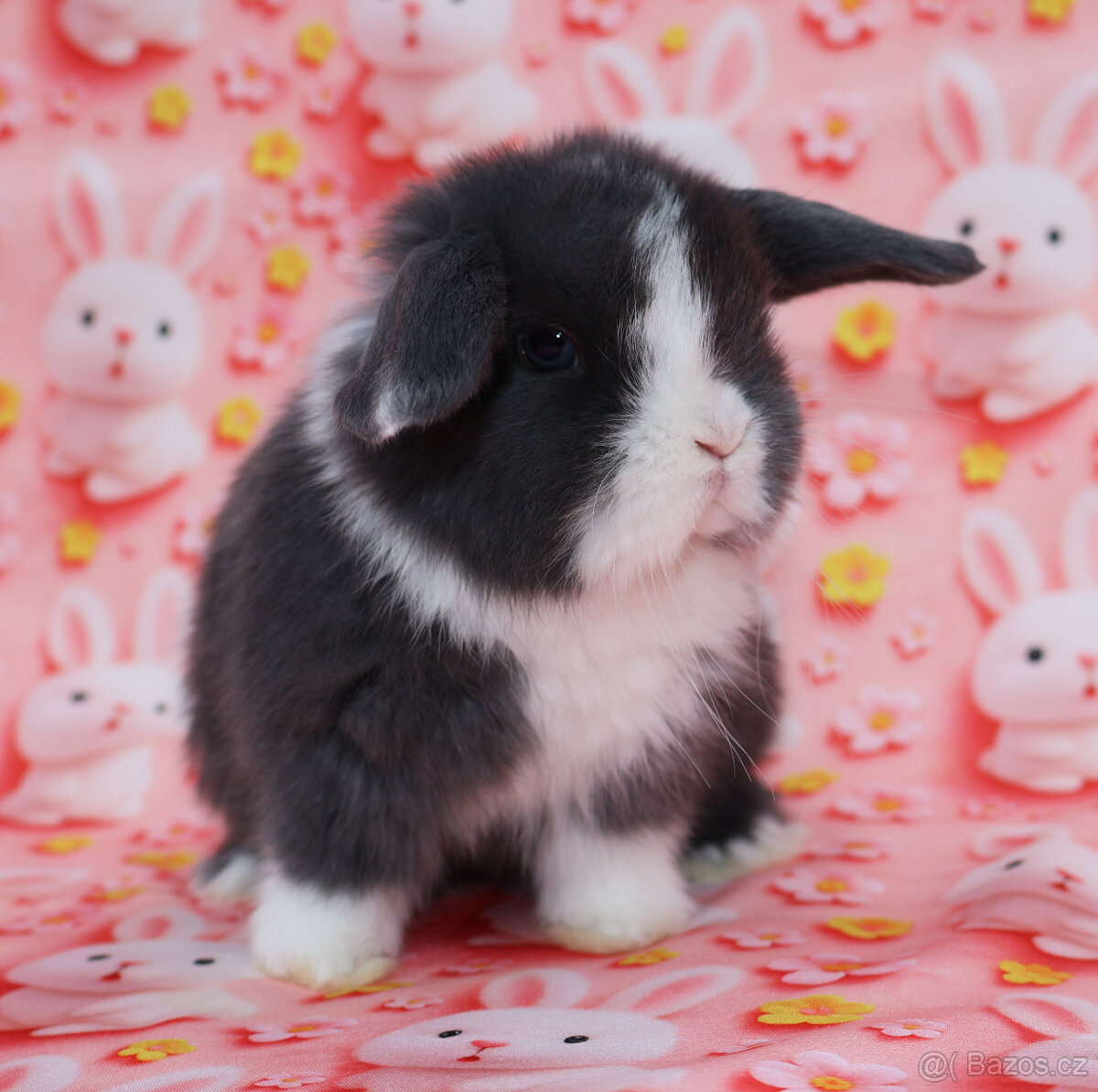 Zakrslý modrooký beránek - samička . - 13