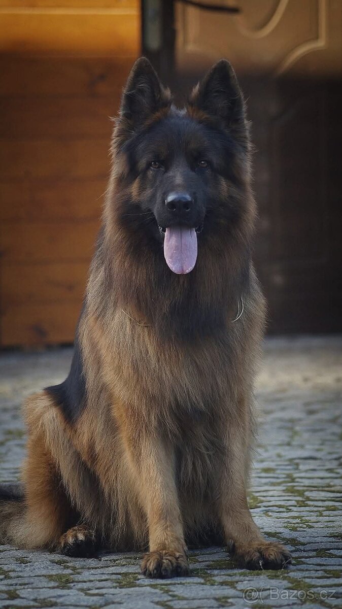 Německý ovčák s PP - 13