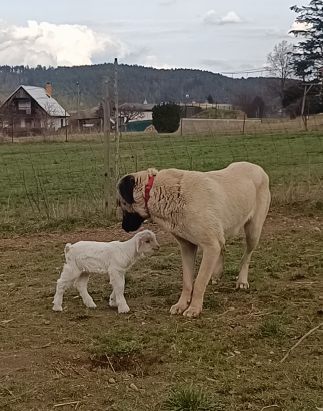 Kangalský pastevecký pes- štěňátka s pp - 13