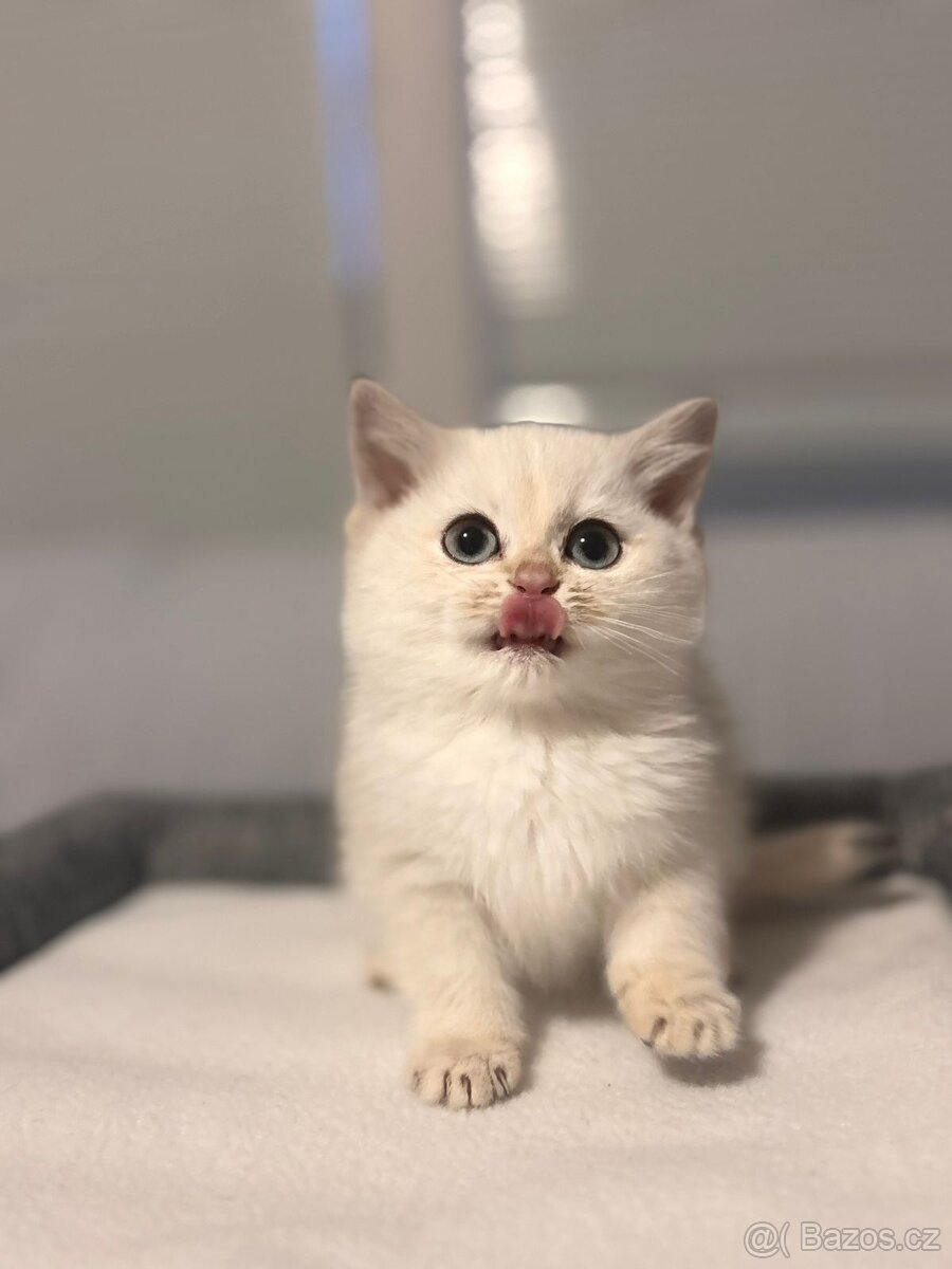 Britska koťata - 13