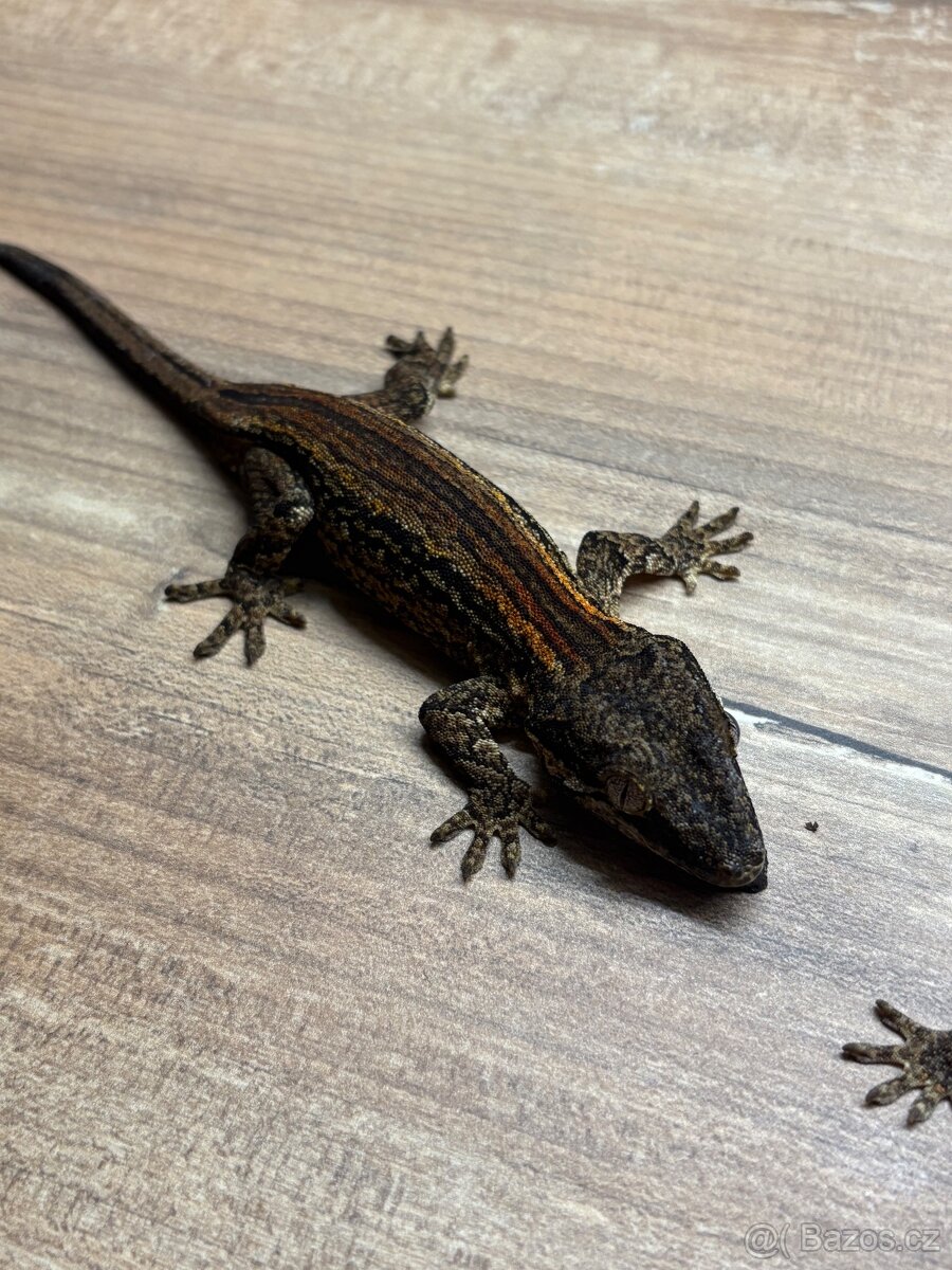 pagekon hrbolkohlavý,pagekon řasnatý - 13