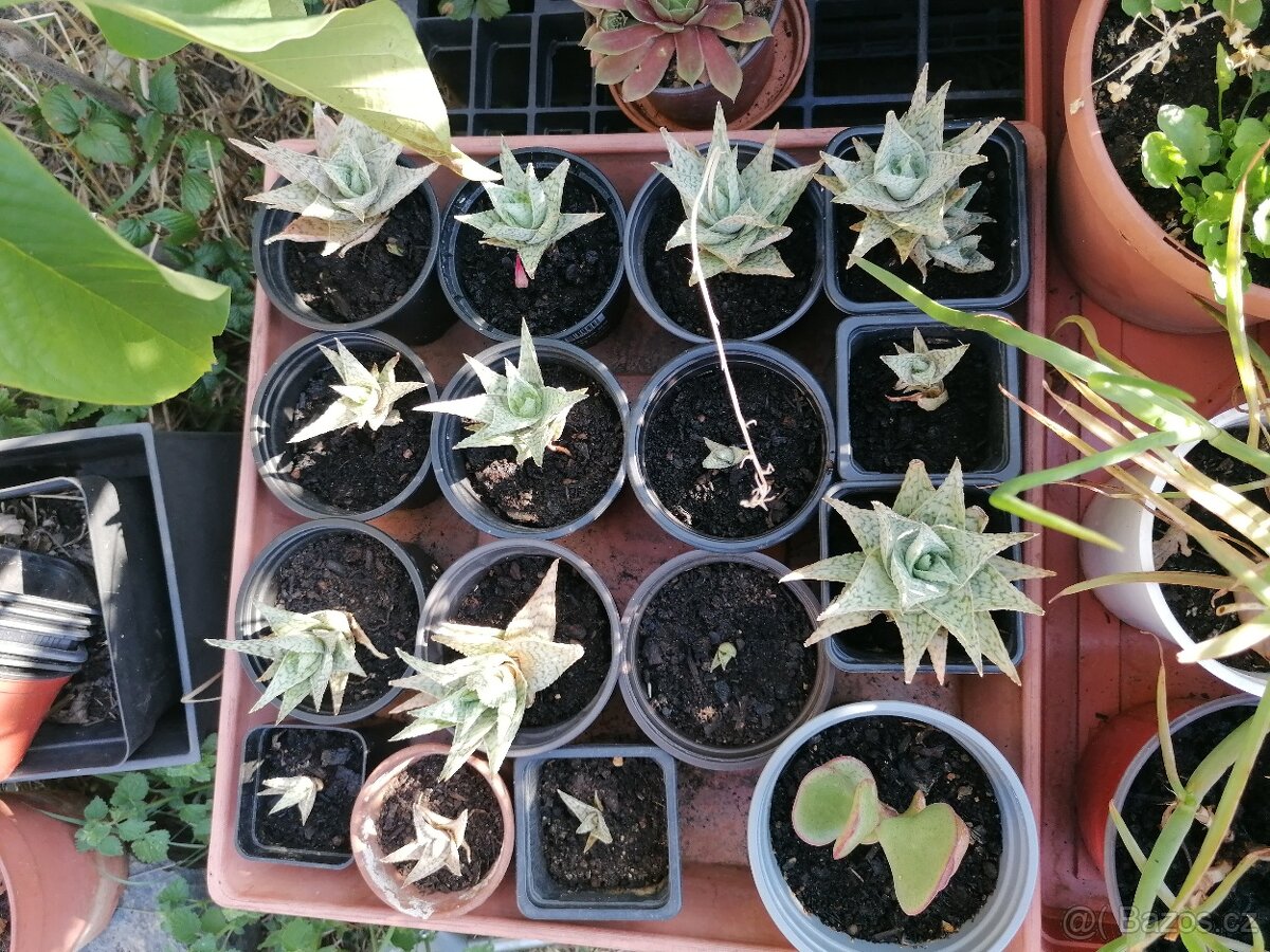 Aloe vera - 13