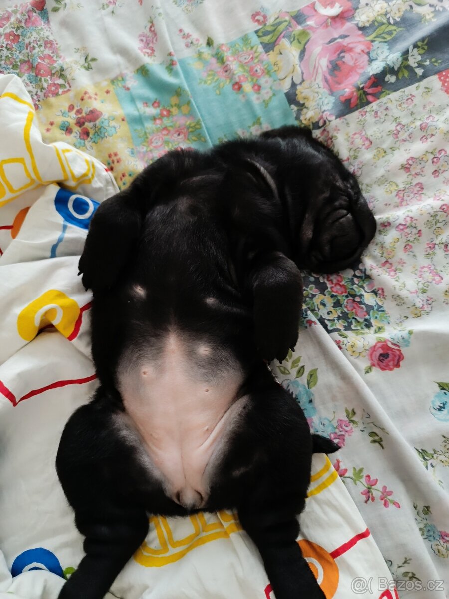 Šarpej 3 měsíce. - 13