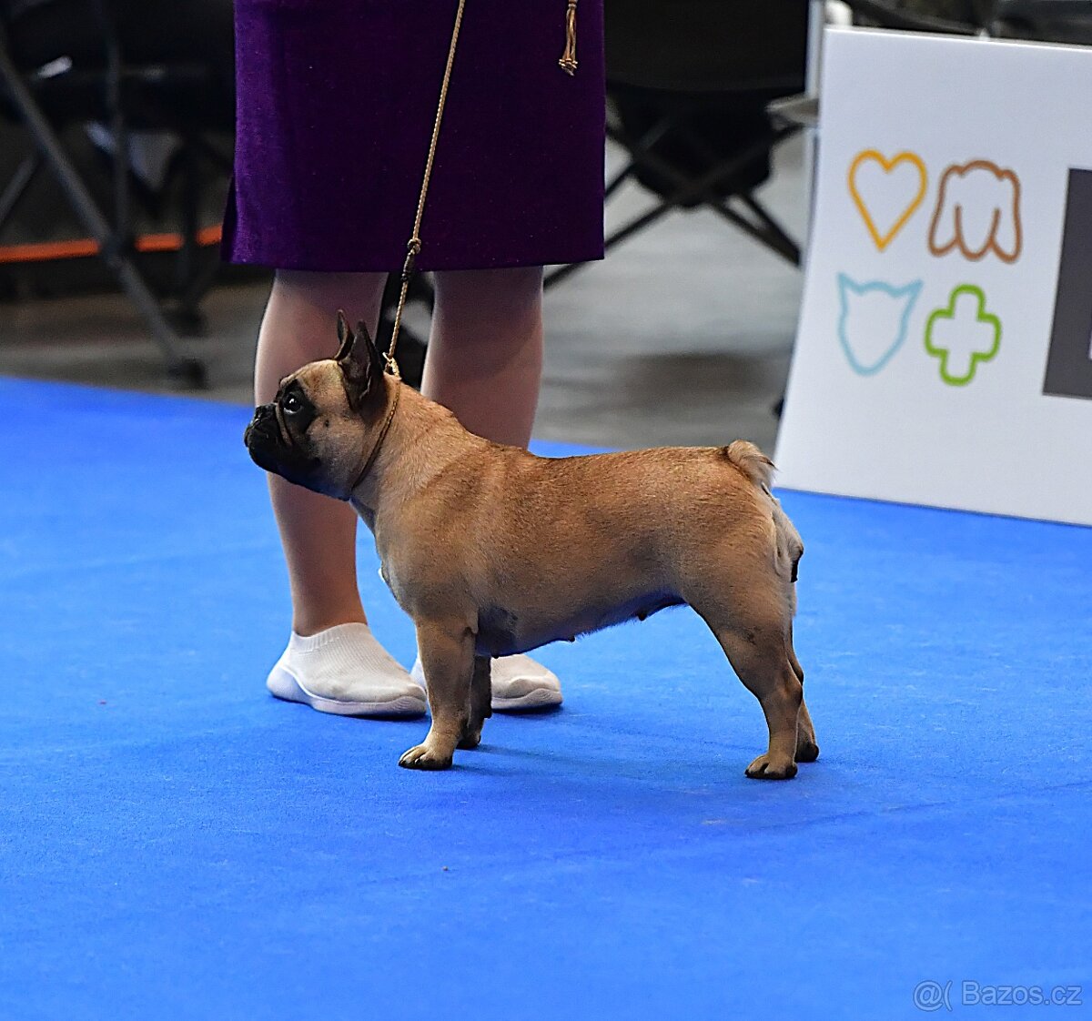 TOP francouzský buldoček s PP FCI - 13