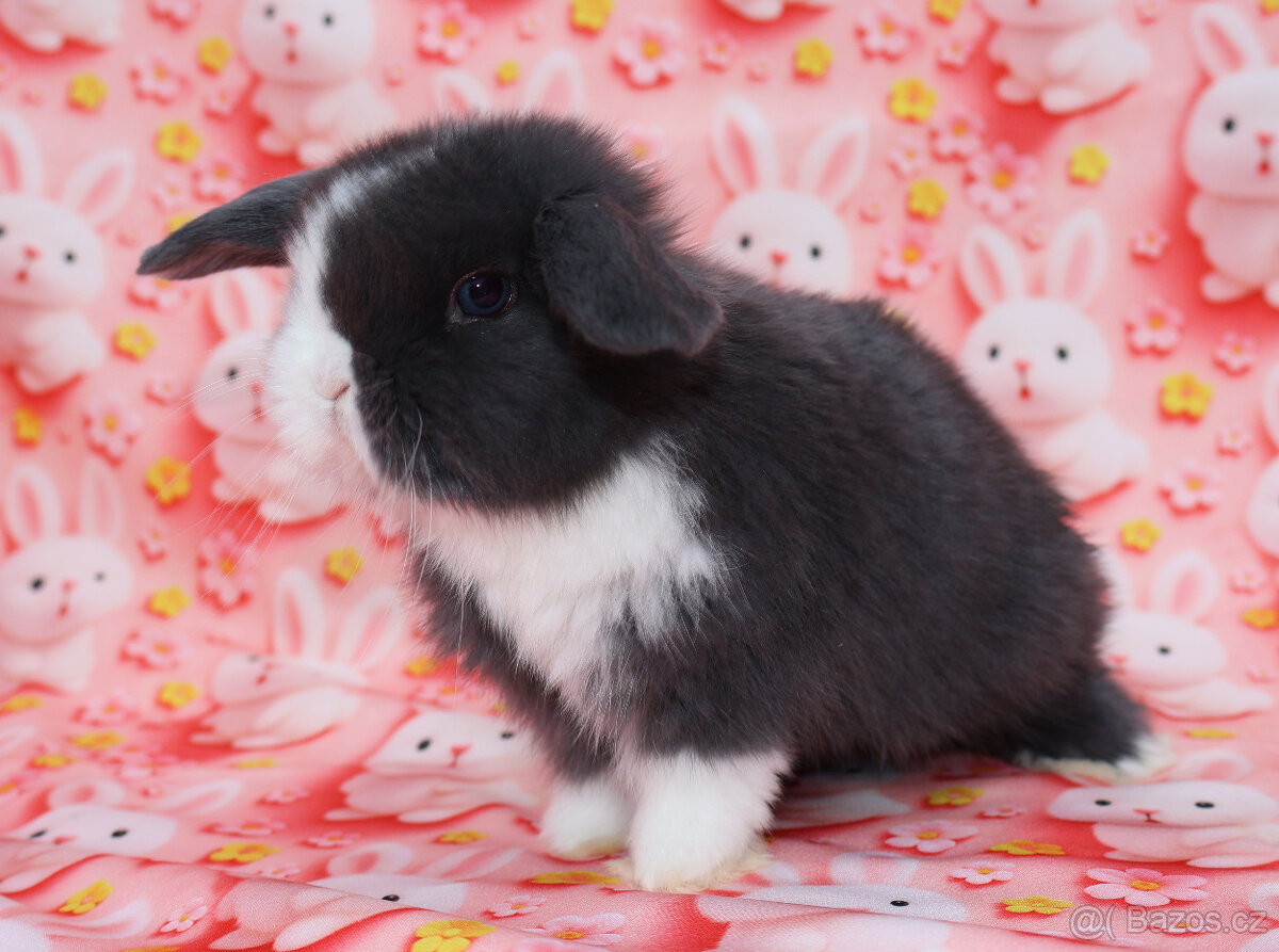 Zakrslý modrooký beránek - samička . - 13