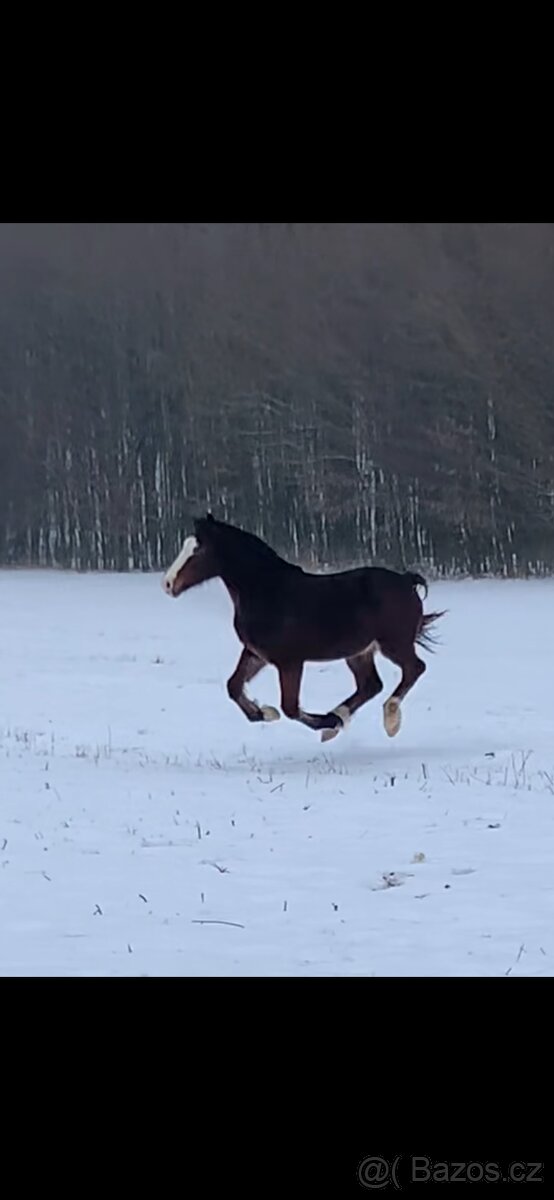 Nádherný Valášek WPRB - 13