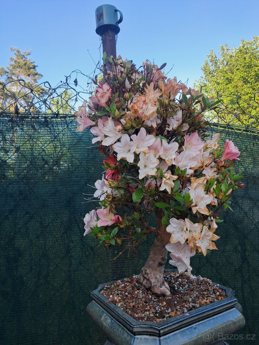 Bonsaj,bonsai - 13