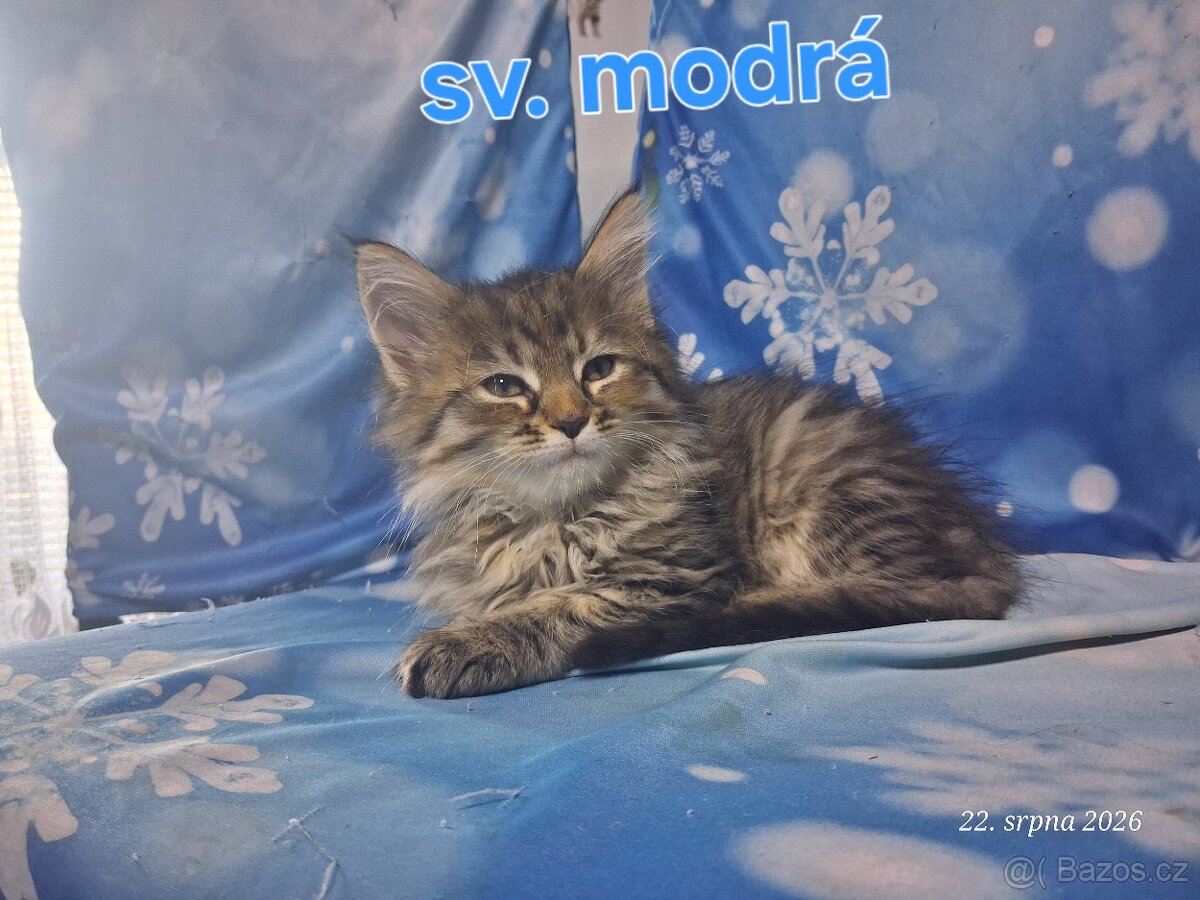 Mainská mývalí bez PP - 13