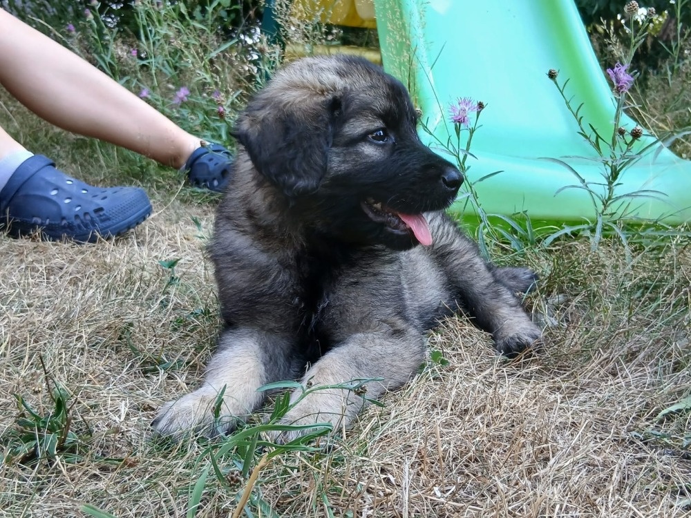 leonberger - 13