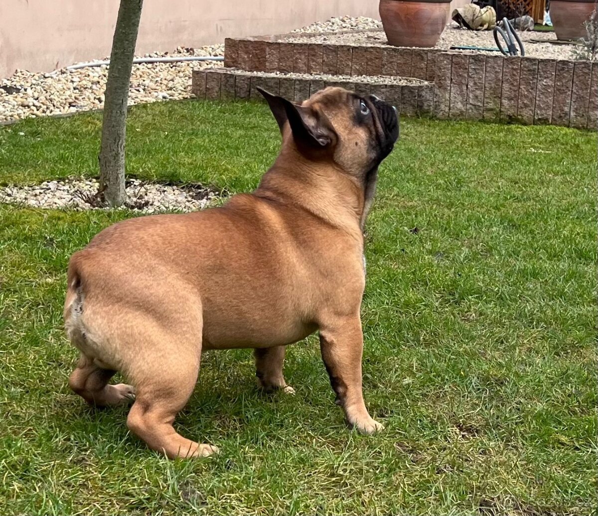 Francouzsky buldoček s PP - psík - 13