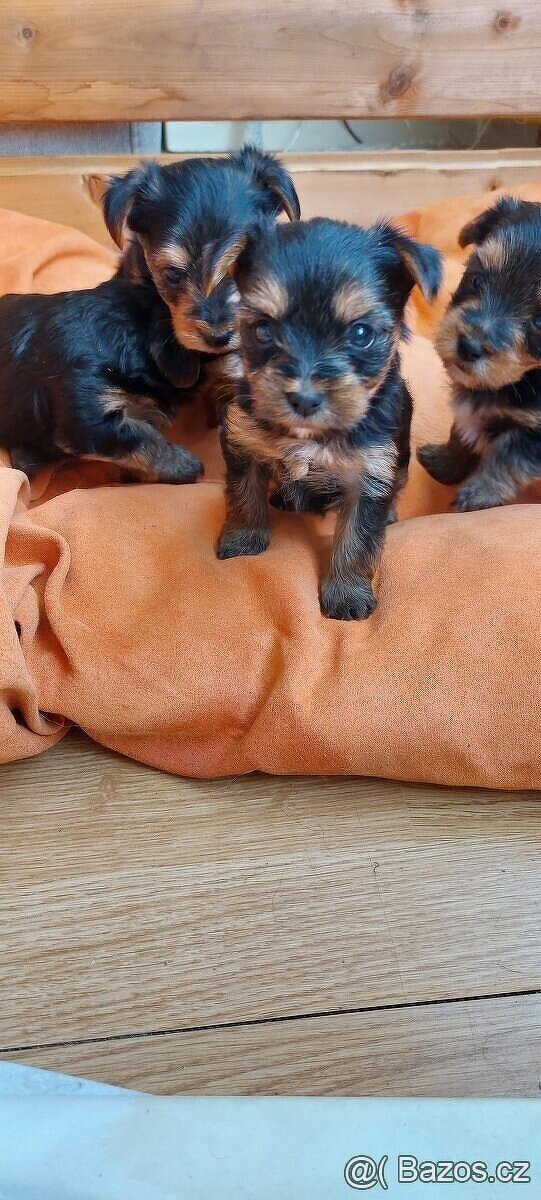 Jorkšírský teriér krytí, připuštění - 13