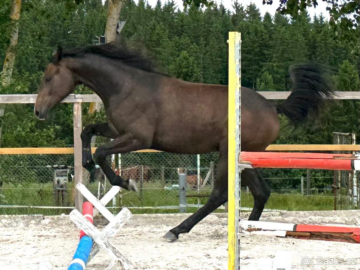 Dvouletá kobylka po Cornet de Lux - 13