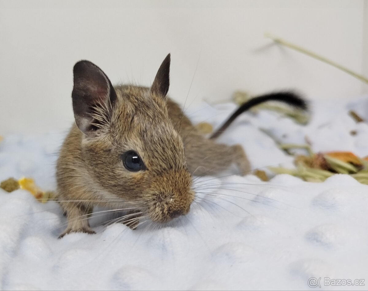 Osmák degu, Osmáci - SAMIČKY - 13