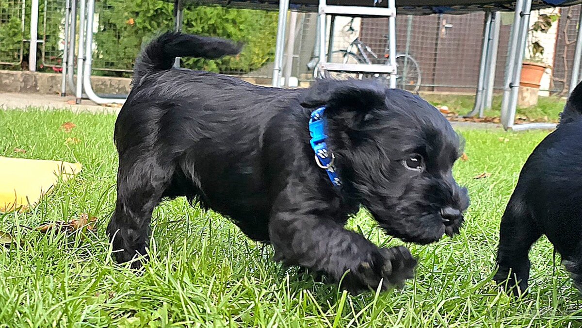 Knírač malý černý - 13