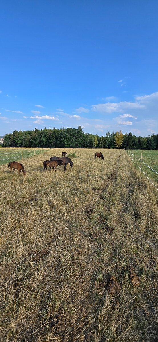 Appaloosa hřebeček - 13