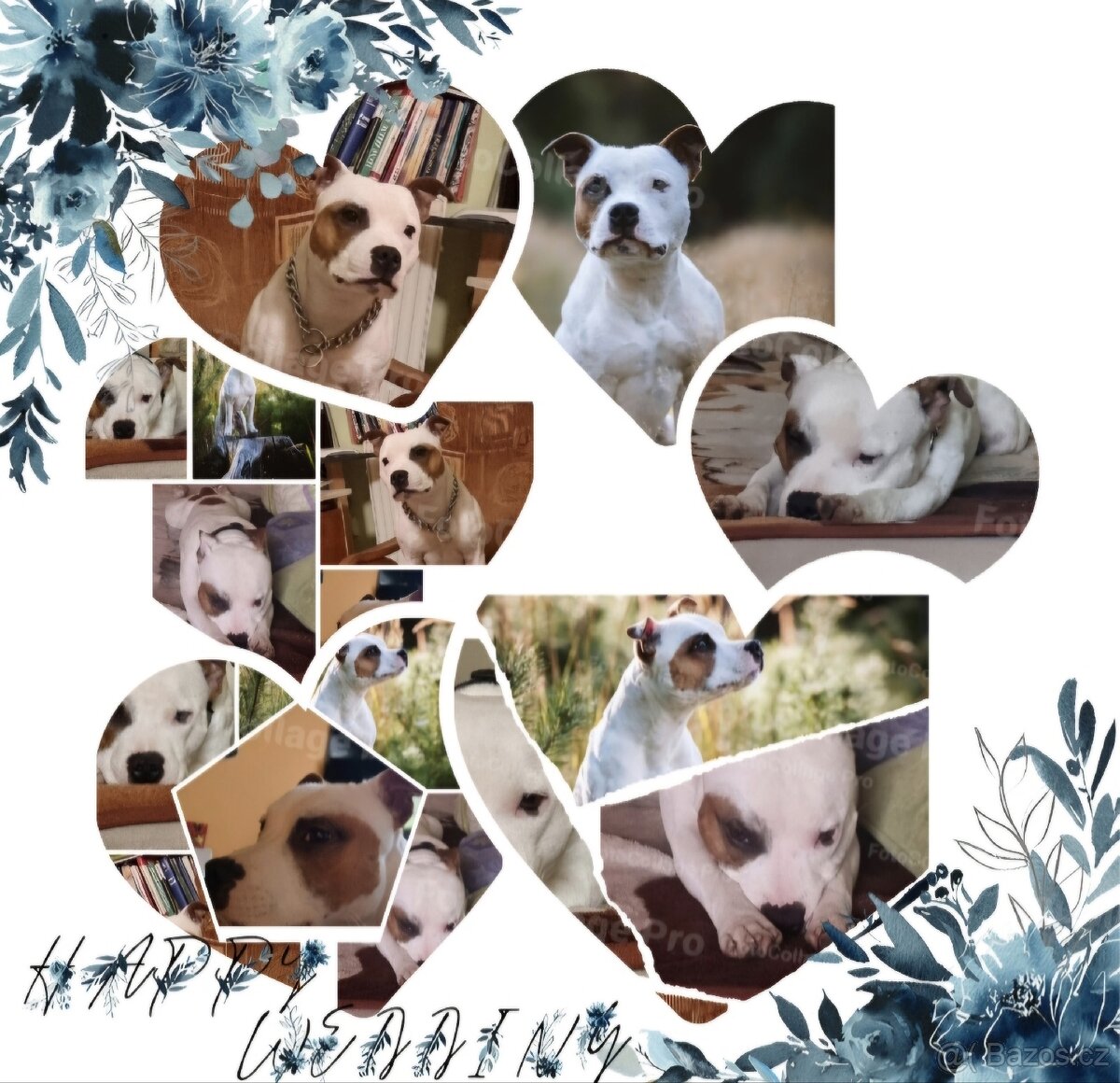 Krycí pes Stafordšírský bulteriér s PP . - 13