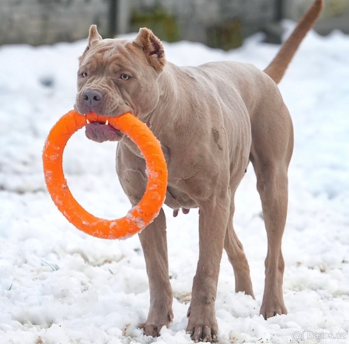 BANDOG, cane corso, doga, pitbull - 13