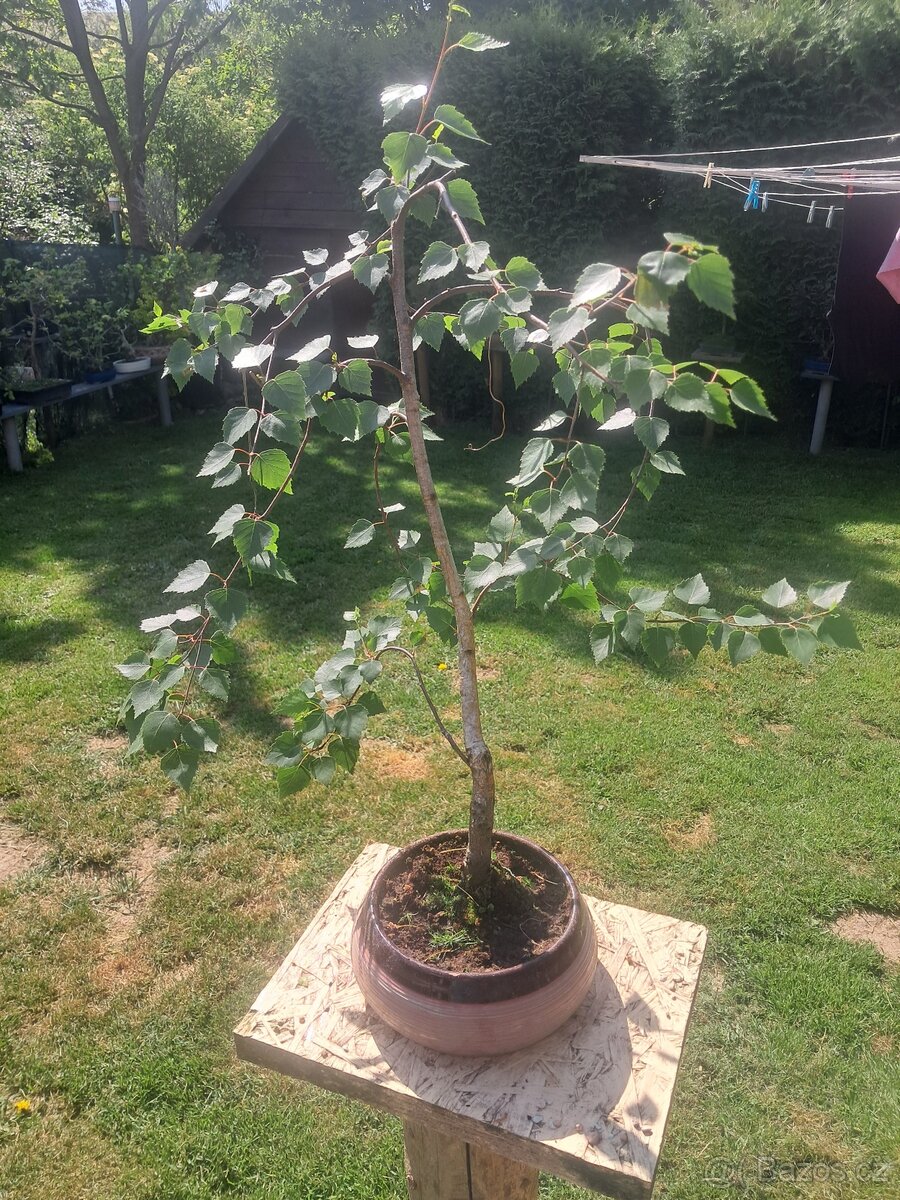 Bonsaj,bonsai 1500kc 1kus - 13