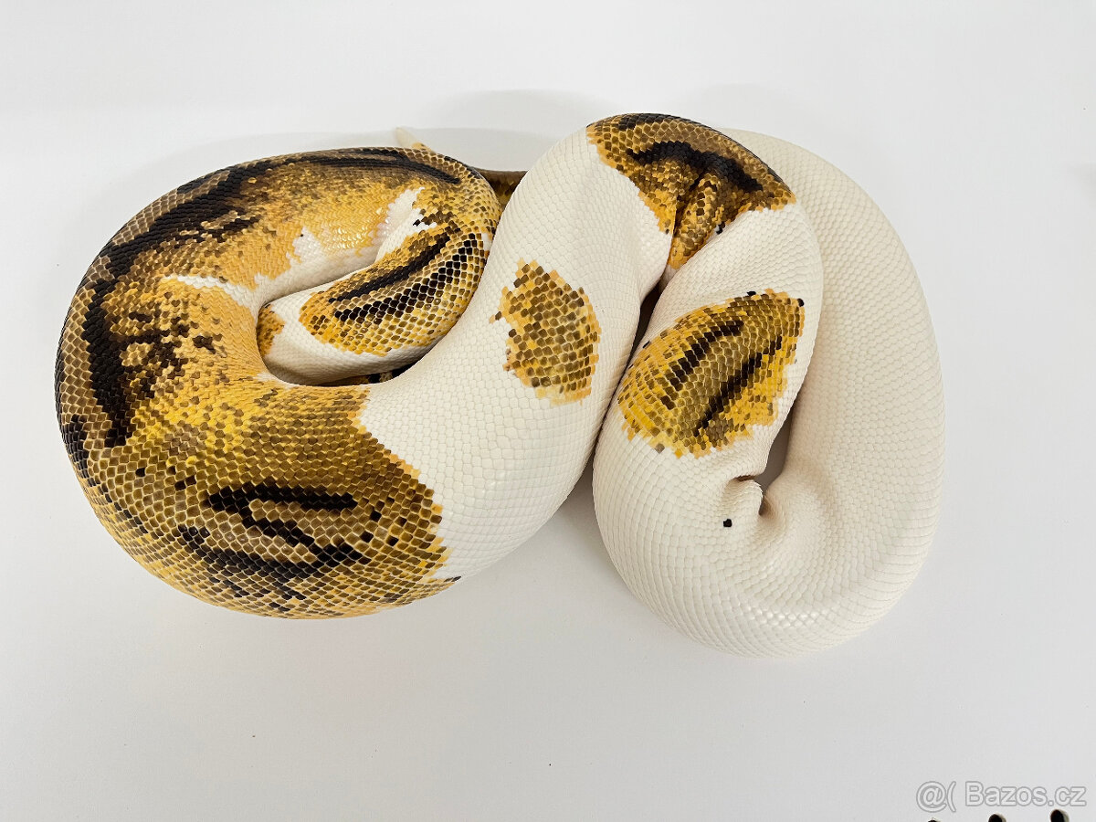 Krajta královská(Python regius) - 13