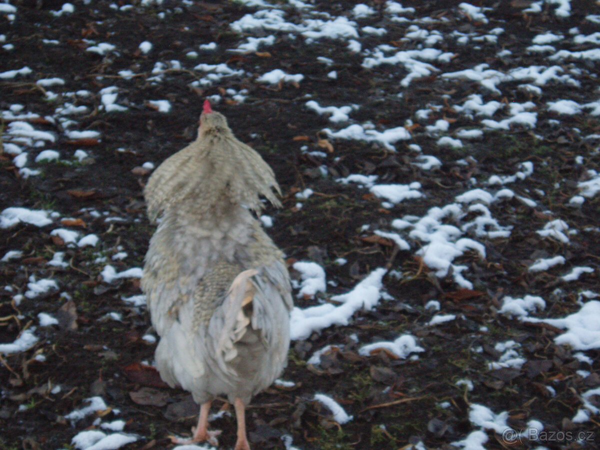 Kohout do chovu k prodeji - 13