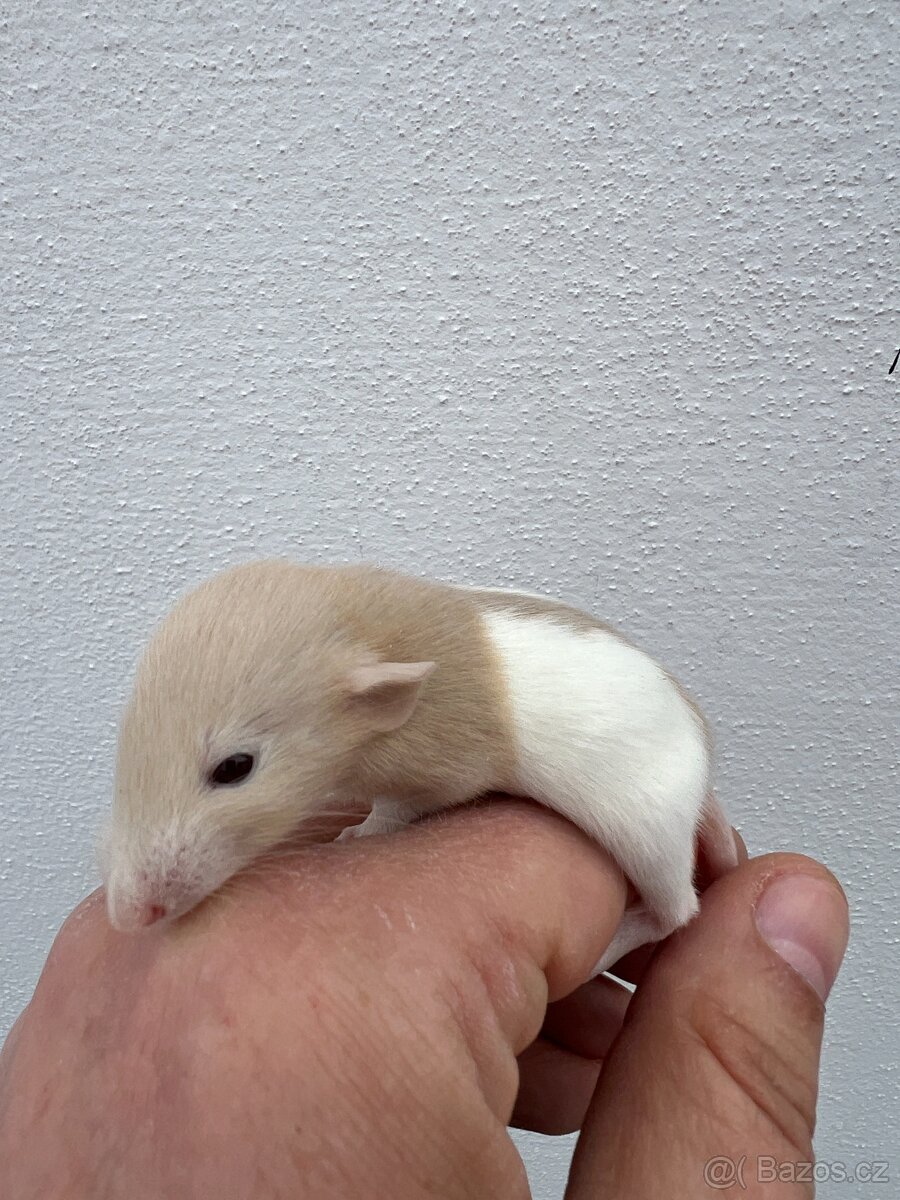 Potkan Dumbo - 13
