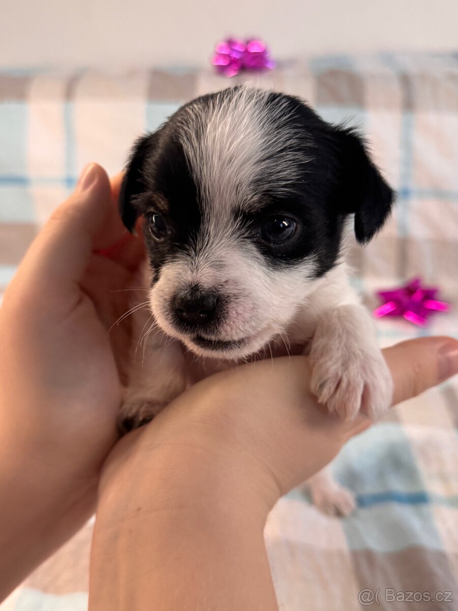 Hairless čivava - naháč - 13