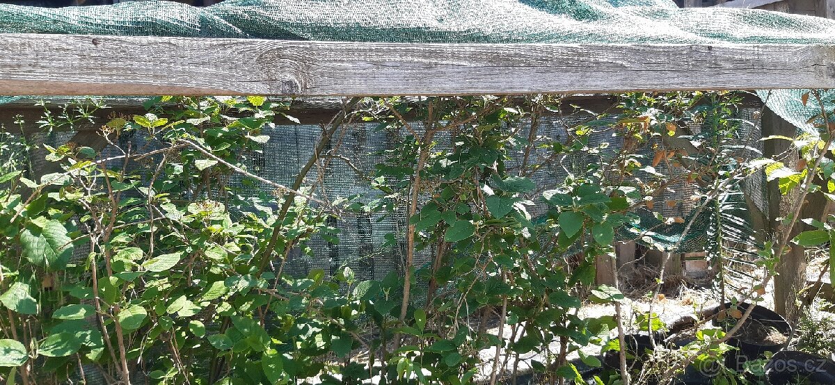 Semena vistárie a katalpy + stromky + vodní rostliny - 13