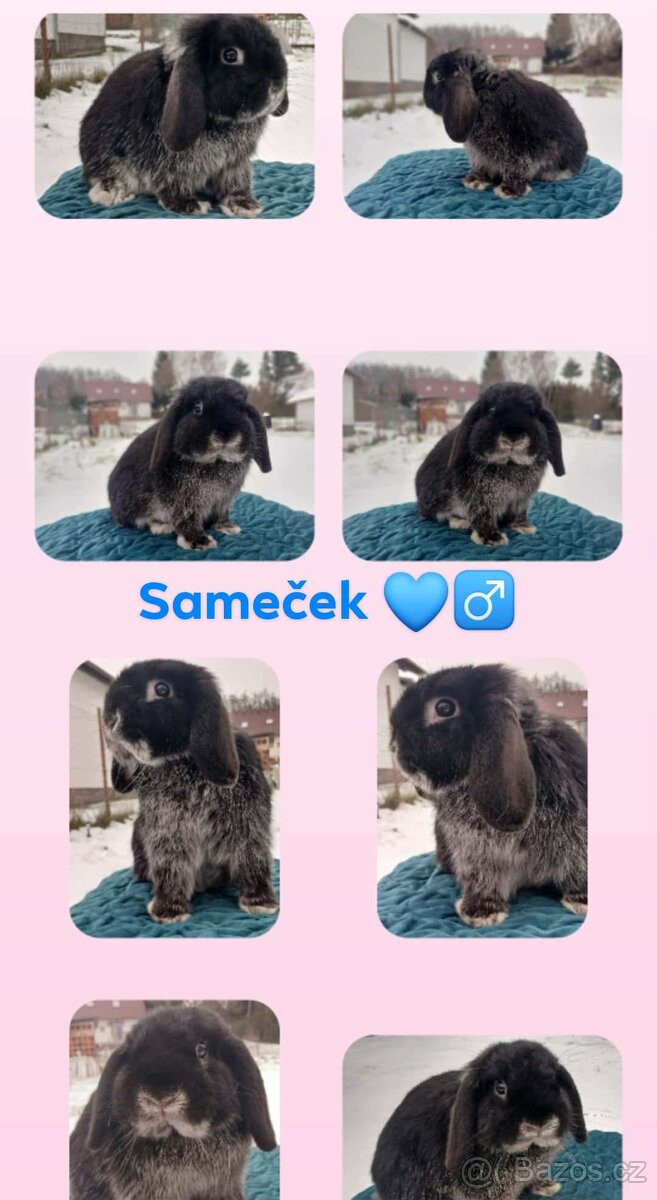 Volný Sameček - Anglický Zakrslý Beránek MiniLop🍑🧡🤍 - 13