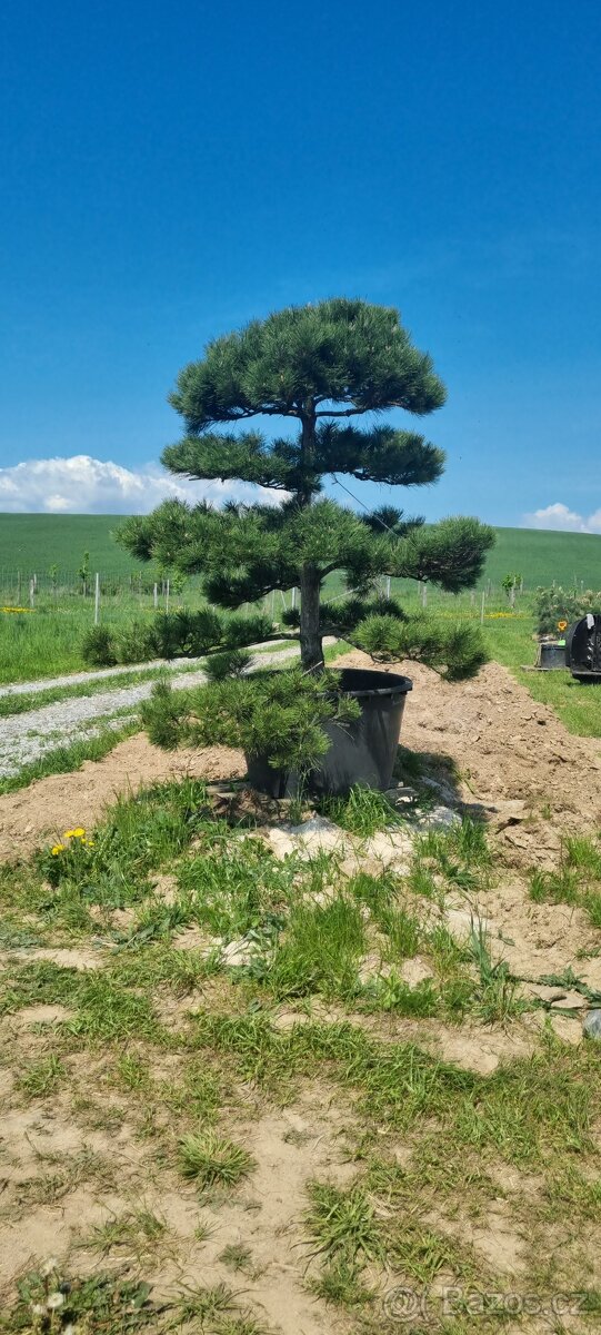 Tvarované borovice přímo od pěstitele. Velké bonsaje - 13