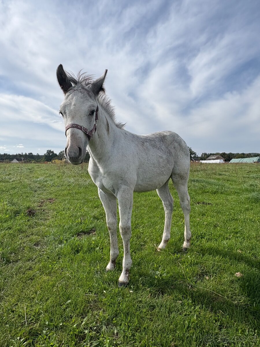 Hřebeček Appaloosa - 13
