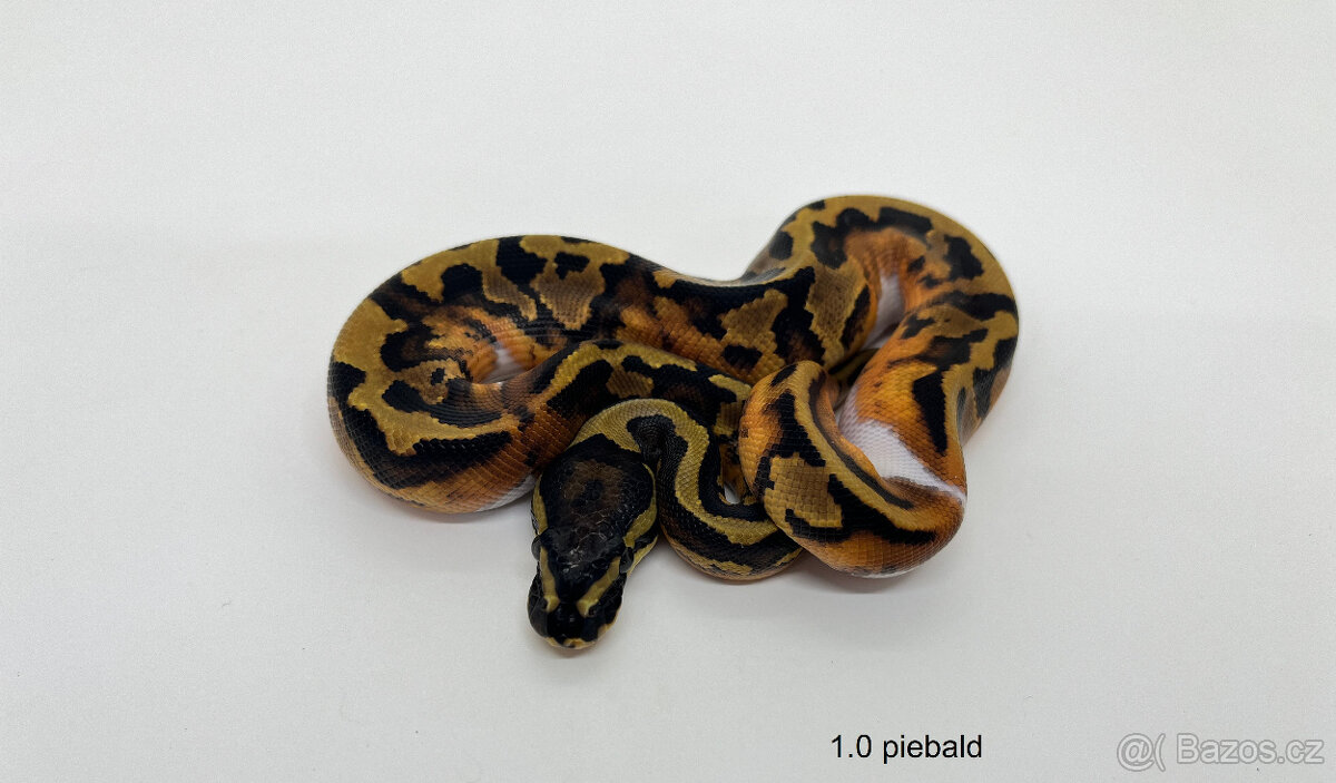Krajta královská(Python regius) - 13