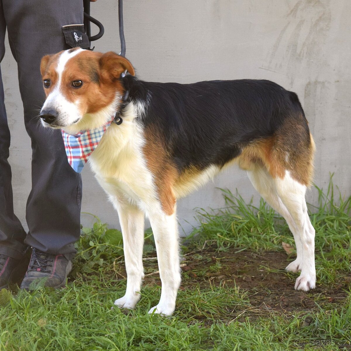 Bobi - hledá si člověka, kterému dokáže věřit. - 13