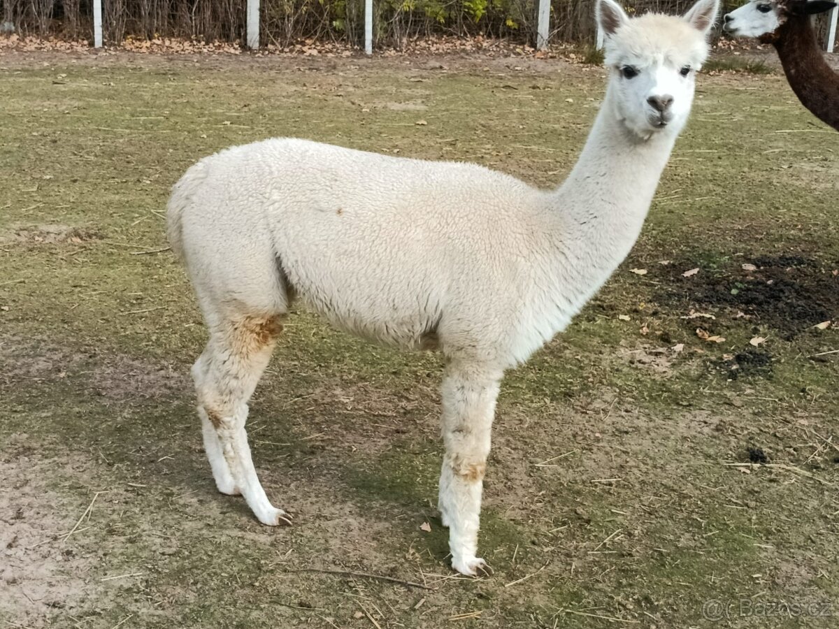 Alpaka - 13
