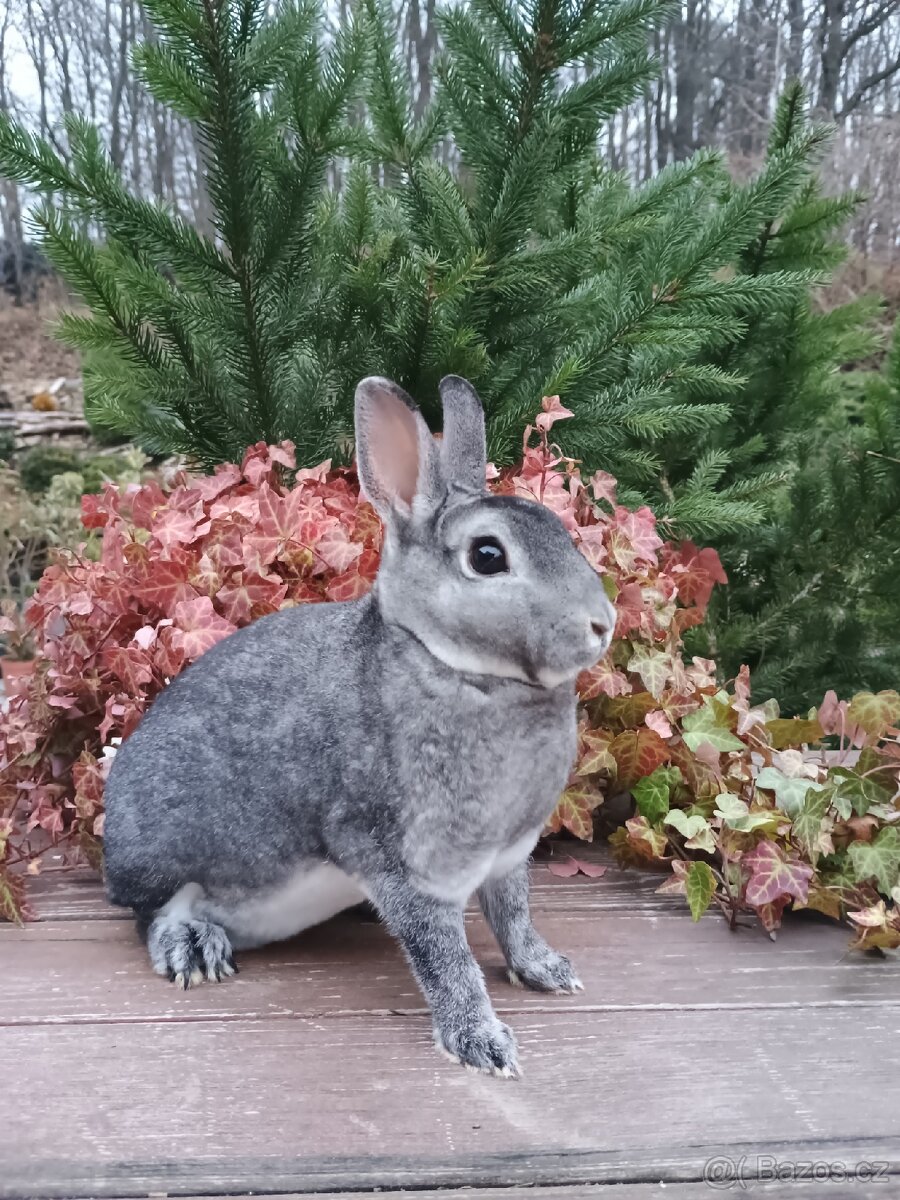 Zakrslý Rexík činčilový s PP - 13